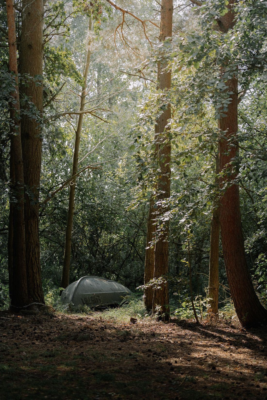 A tent pitched among leafy forest trees.